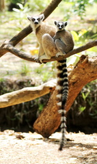 Lemur catta 2