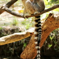 Lemur catta 2