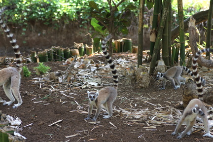 Lemur catta 3