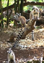 Lemur catta 4