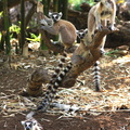 Lemur catta 4