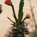Euphorbia biaceae