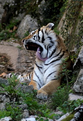 Panthera tigris altaica 2