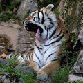 Panthera tigris altaica 2