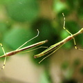 Necroscia annulipes