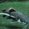 Phractocephalus hemioliopterus 2