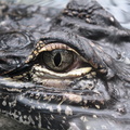Alligator mississippiensis 2