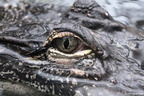 Alligator mississippiensis 2