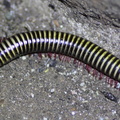 Anadenobolus monilicornis