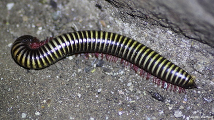 Anadenobolus monilicornis