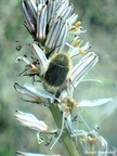 Asphodelus ramosus 2
