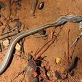 Mimophis-mahfalensis 4