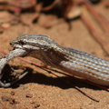 Mimophis-mahfalensis 7