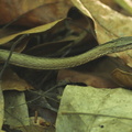 Mimophis-mahfalensis