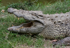 Crocodylus niloticus 2