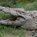 Crocodylus niloticus 2