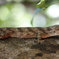 Hemidactylus