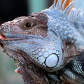 Iguana iguana 2