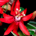 Passiflora coccinea.JPG