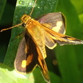Hylephila phyleus