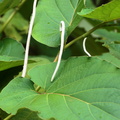 Piper auritum