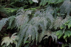  Selaginella flabellata