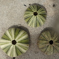Echinometra viridis