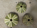 Echinometra viridis