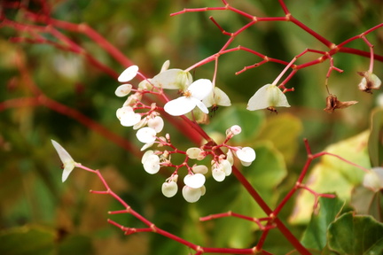 Begonia obliqua