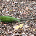 Iguana delicatissima 2