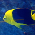 Holacanthus tricolor.JPG