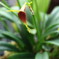 Masdevallia bicolor