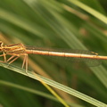  Platycnemis latipes femelle