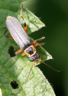 Cantharis nigricans 2