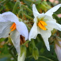 Solanum sysimbriifolium