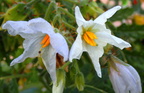 Solanum sysimbriifolium
