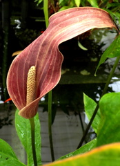 Cyrtosperma hybride
