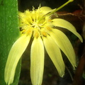 Bulbophyllum brevibrachiatum