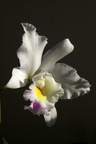 Cattleya trianae 2