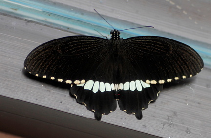 Papilio polytes