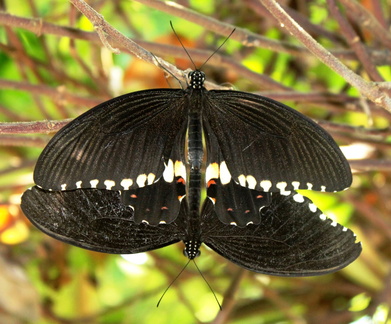 Papilio Polytes