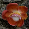 Couroupita guianensis.JPG