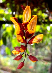 Thunbergia Mysorensis