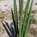 Sansevieria cylindrica.JPG