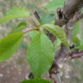 Prunus avium.JPG