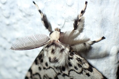 Lymantria monacha male