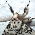 Lymantria monacha male