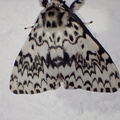 Lymantria monacha femelle