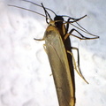 Lithosia quadra male