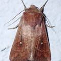 Mythimna albipuncta.JPG